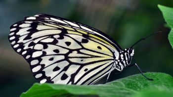 Alas de mariposa para evitar que falsifiquen las tarjetas bancarias