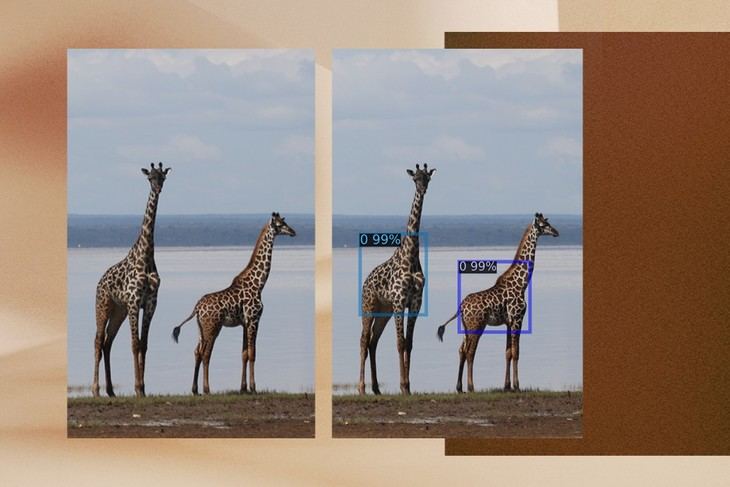 Inteligencia Artificial al rescate de jirafas en peligro en Tanzania