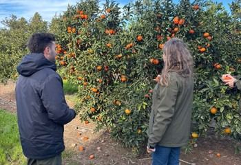 Financian herramienta para optimizar riego y fertilización en cultivos de cítricos