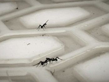Hormigas operan como un 'cerebro líquido' en su búsqueda de alimentos