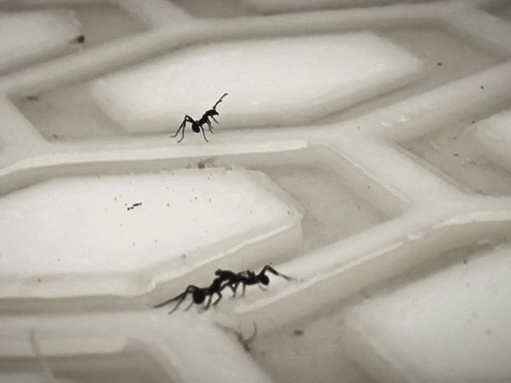 Hormigas operan como un 'cerebro líquido' en su búsqueda de alimentos
