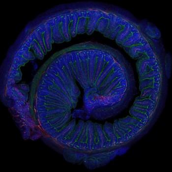 Ejercicio moderado y microbiota mejoran la memoria, según estudio del CSIC