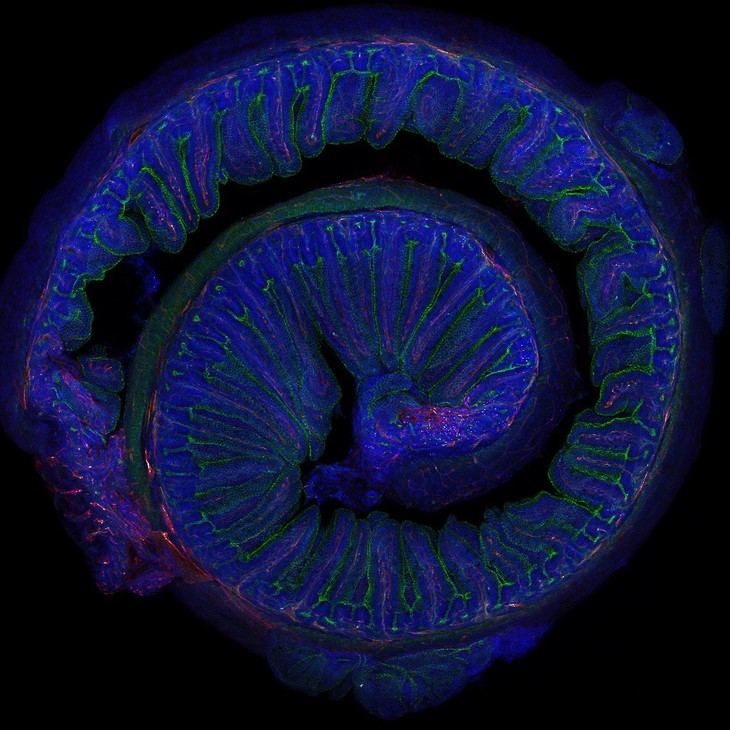 Ejercicio moderado y microbiota mejoran la memoria, según estudio del CSIC
