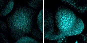 Las plantas detienen su crecimiento en sequía para proteger su ADN, según el CSIC
