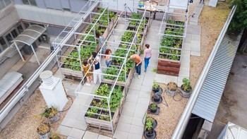 CSIC impulsa la agricultura urbana con sustratos de biorresiduos en Madrid