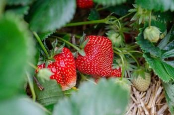 Crean bioenvases alimentarios a partir de residuos de fresas en un proyecto europeo