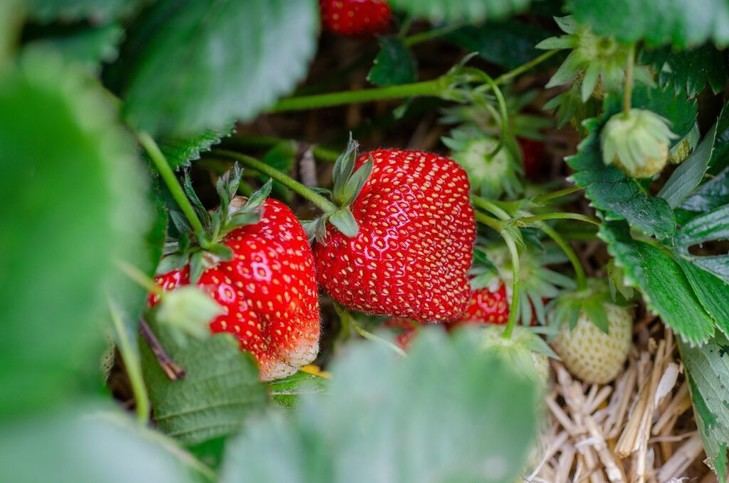 Crean bioenvases alimentarios a partir de residuos de fresas en un proyecto europeo